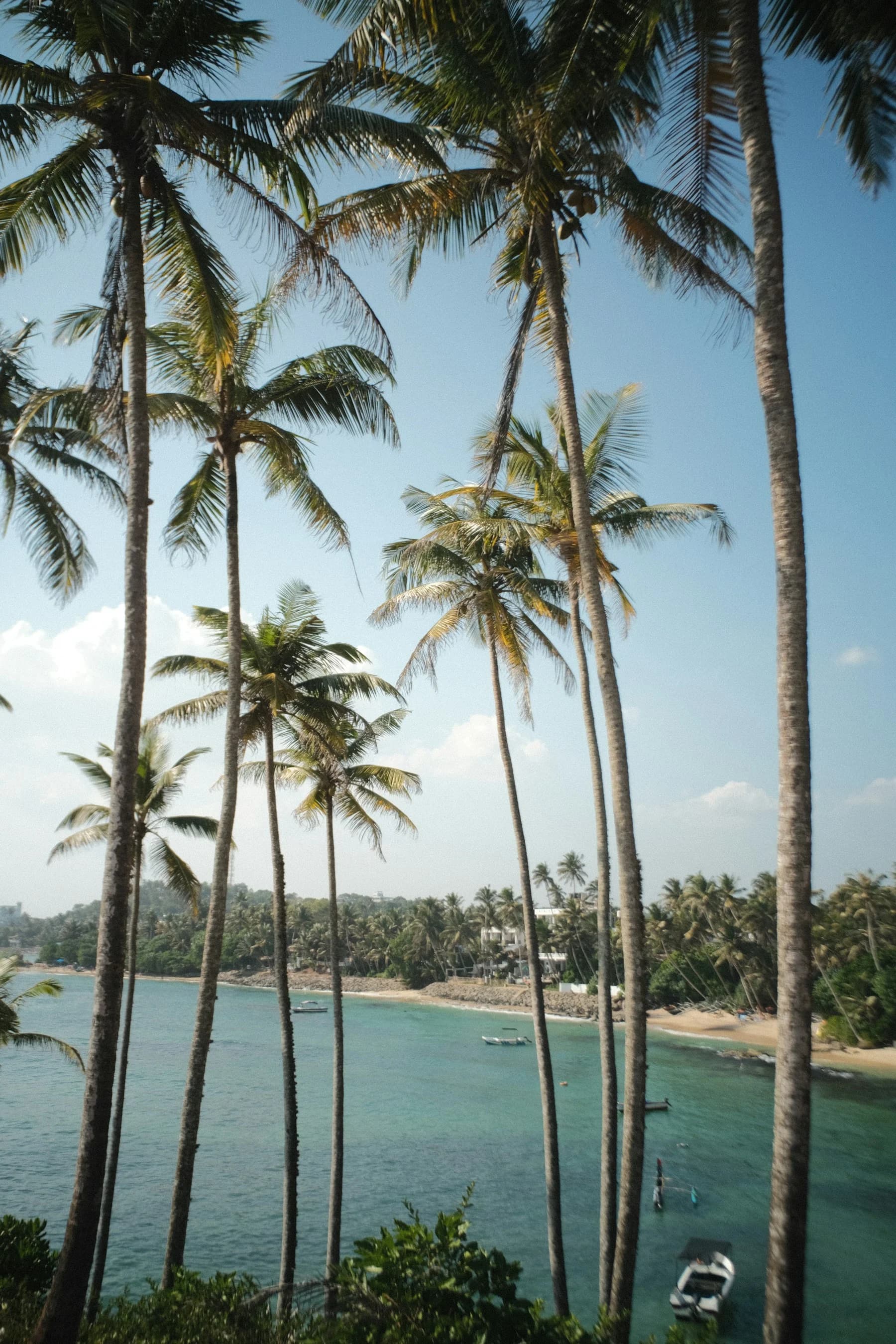 Palm-lined tropical coast of Mirissa