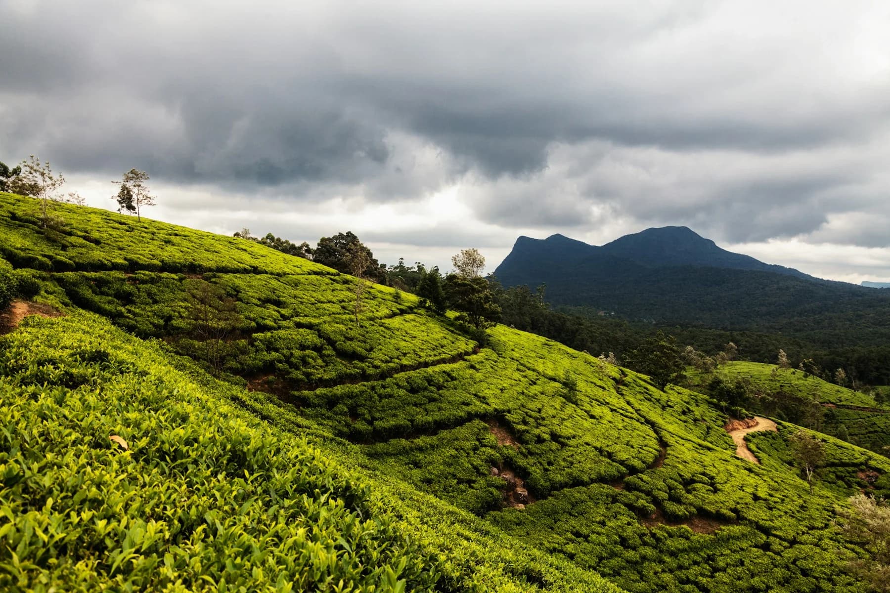 Tea Country