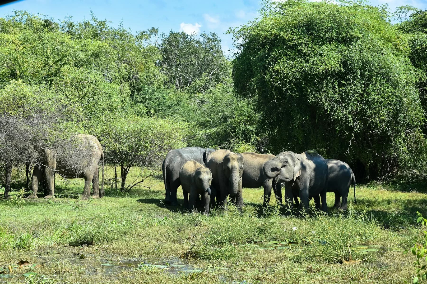 Wildlife in Yala National Park